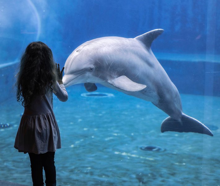 Tour di Genova, Acquario | MSC Crociere