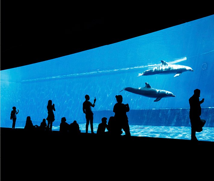 Tour di Genova, Acquario | MSC Crociere