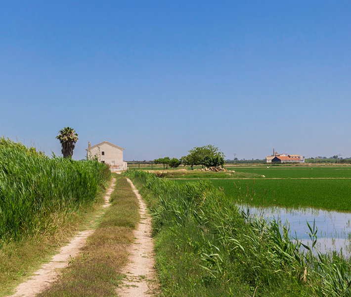 Tour di Valencia, Albufera | MSC Crociere