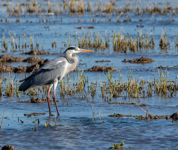 Tour di Valencia, Albufera | MSC Crociere