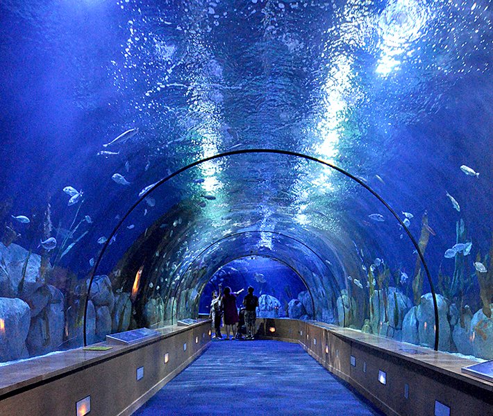 Tour di Valencia, Oceanografico | MSC Crociere