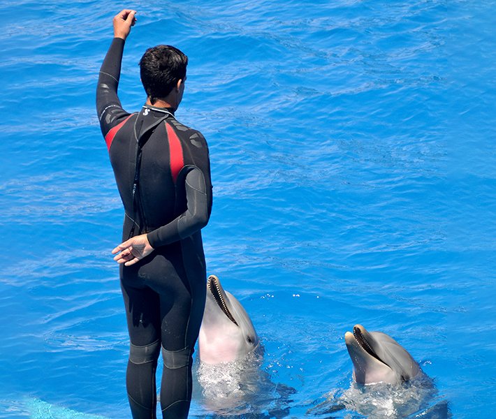 Tour di Valencia, Oceanografico | MSC Crociere