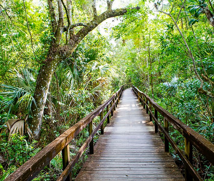 Tour di Miami, Everglades | MSC Crociere